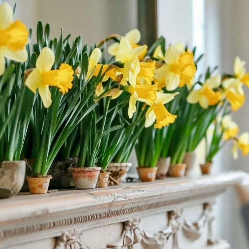 Daffodil Delights